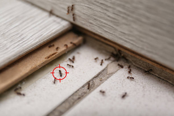 Best Best Pest Control Companies  in Stanley, ND