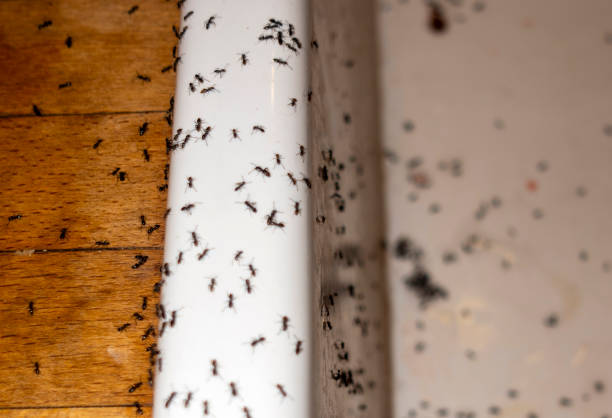Flea Control Services in Stanley, ND