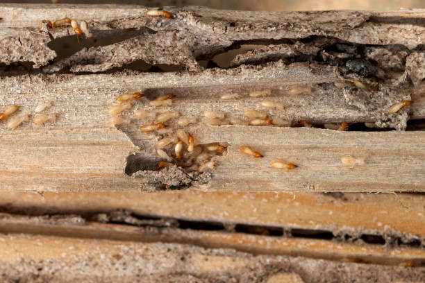Best Exterminator Services  in Stanley, ND